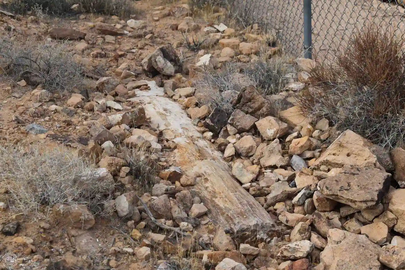 Tronco petrificado en Valley of Fire