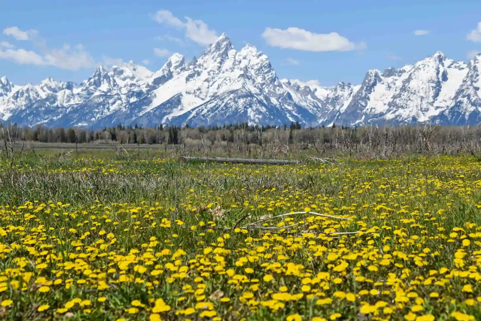 Qué ver en Grand Teton National Park