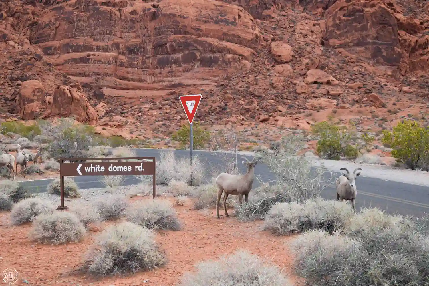 Borregos cimarrones en Valley of Fire State Park