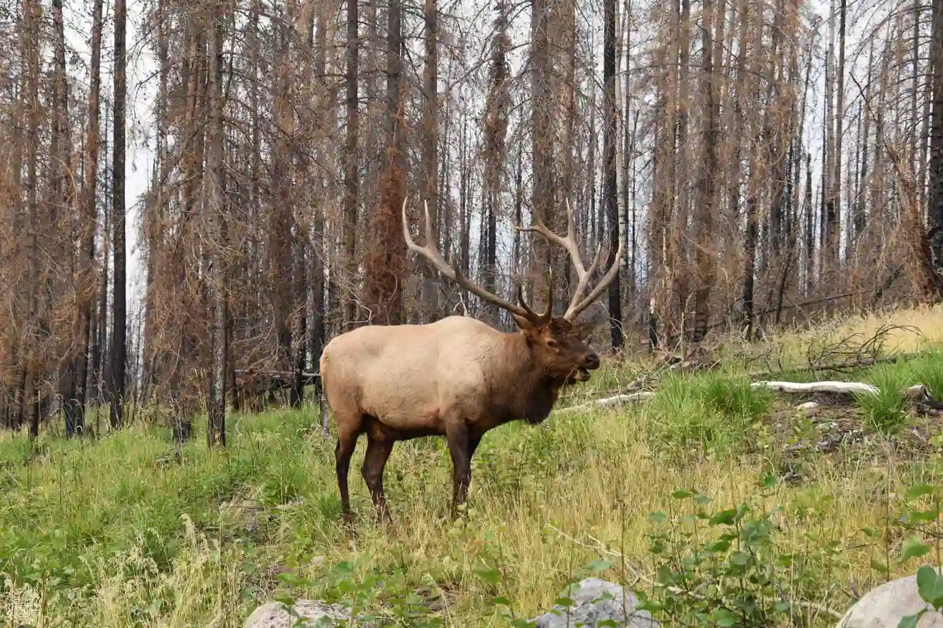 Uapití cerca de Jackson, Wyoming