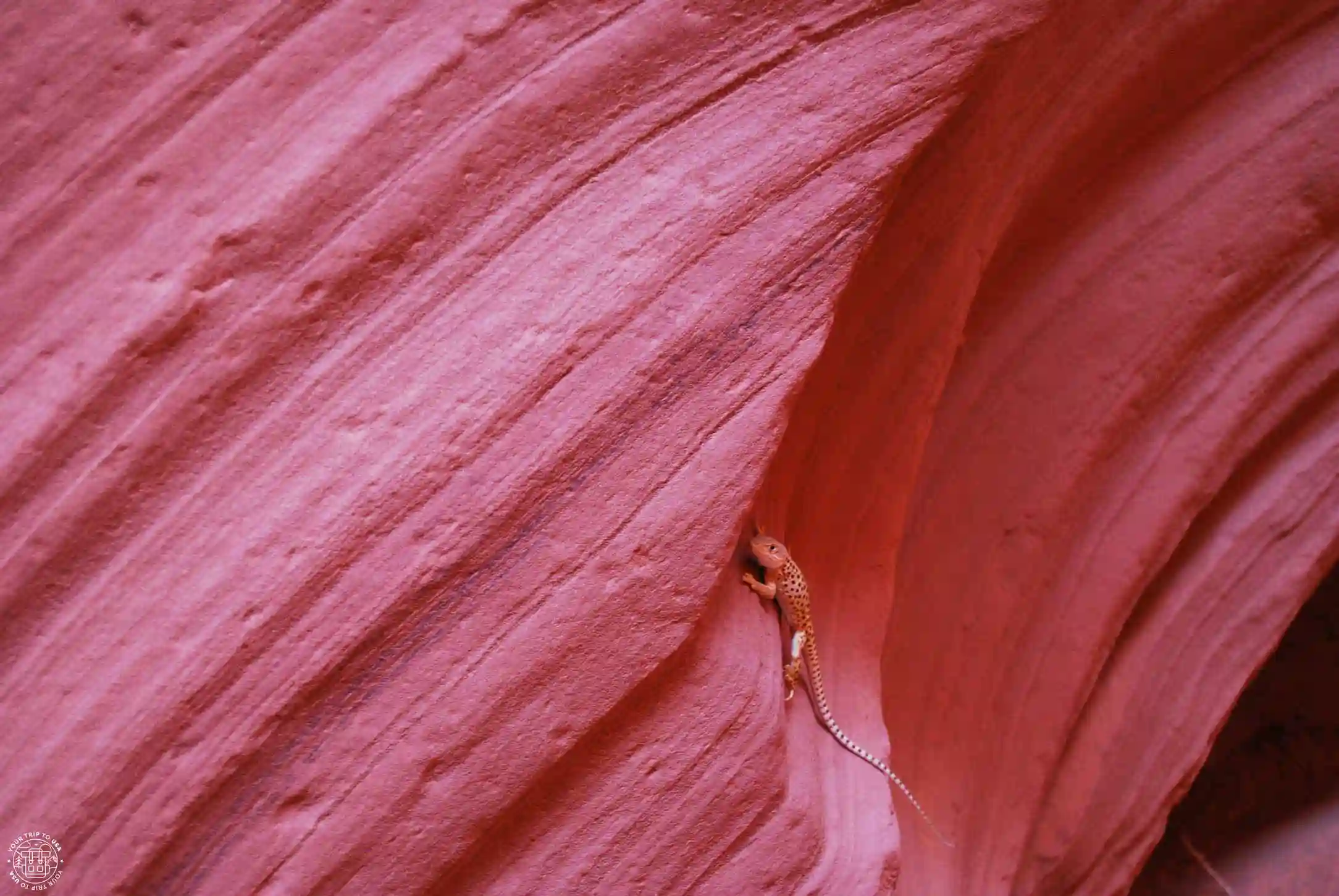 Lagartija en Antelope Canyon