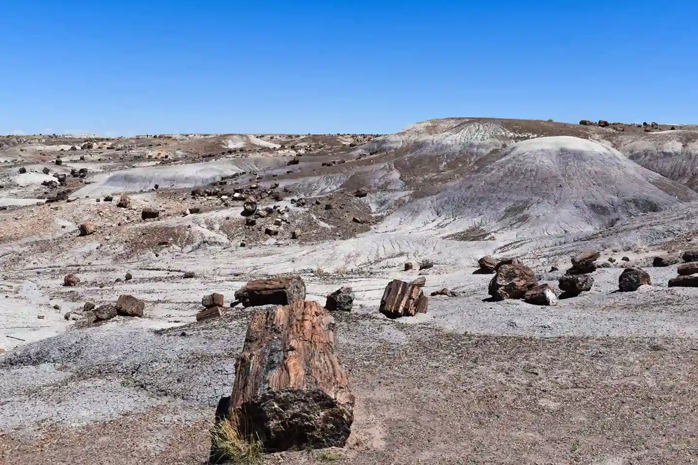 Cómo visitar Petrified Forest National Park