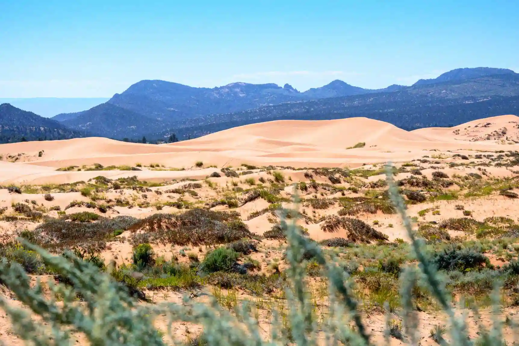 Coral Pink Sand Dunes State Park, Utah