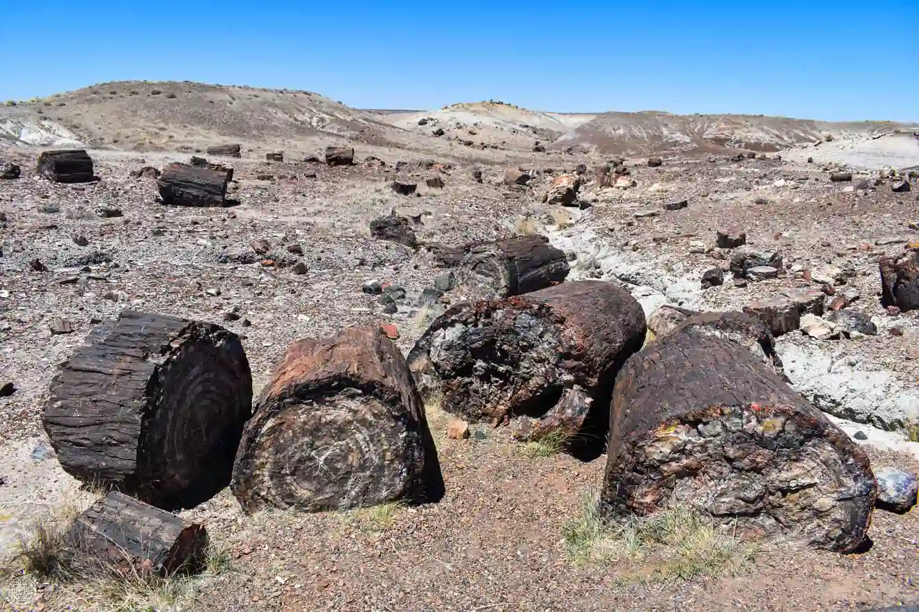 Troncos petrificados en el Petrified Forest National Park