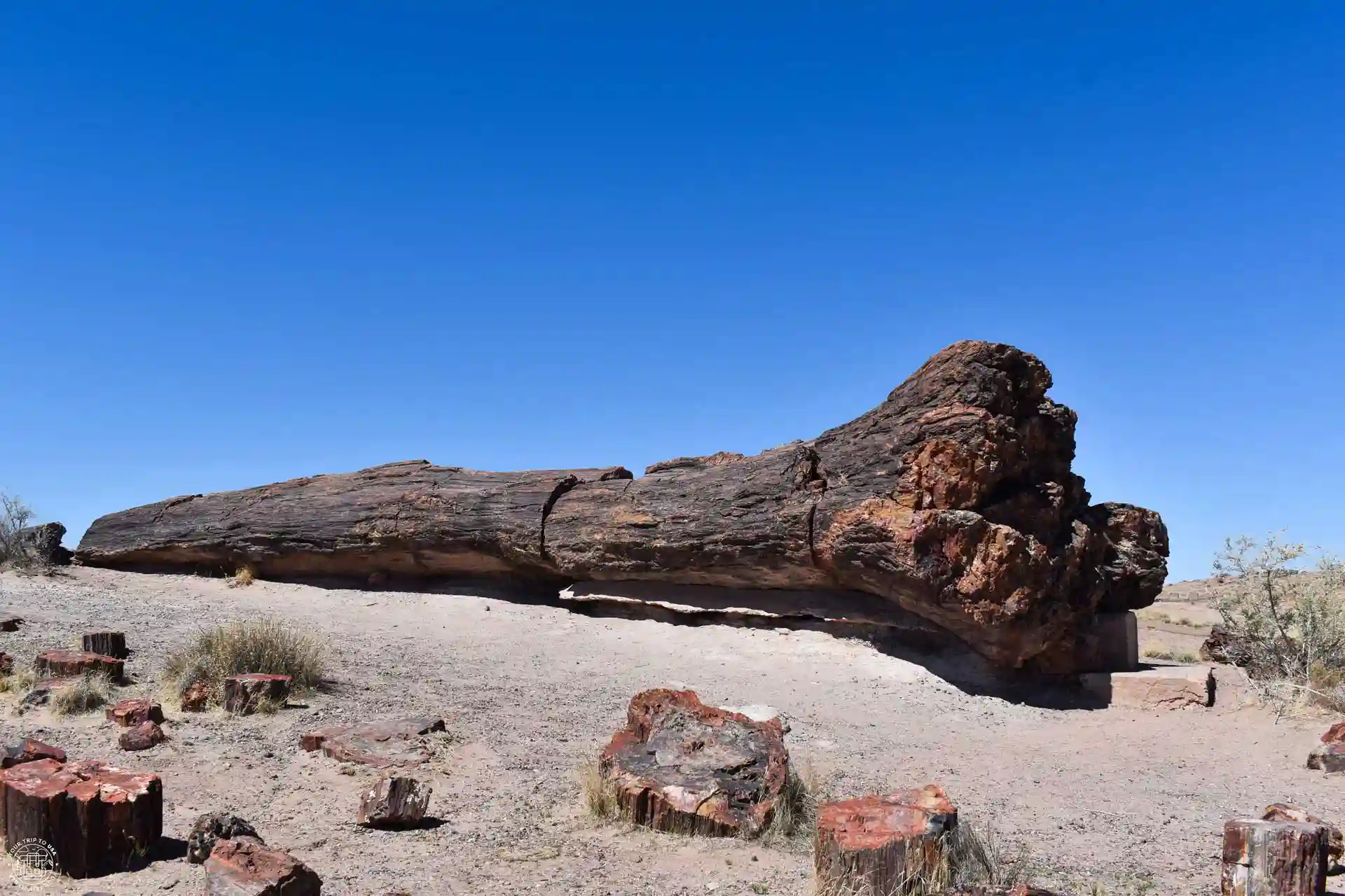 Tronco gigante petrificado en el Giant Logs Trail
