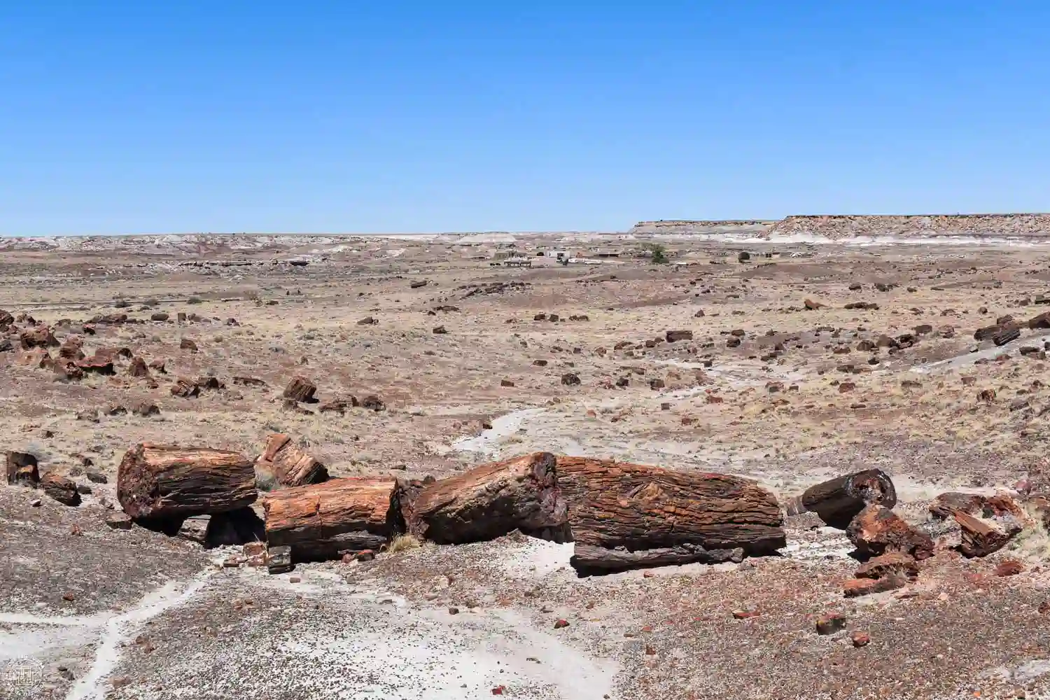 Long Logs Trail, Petrified Forest