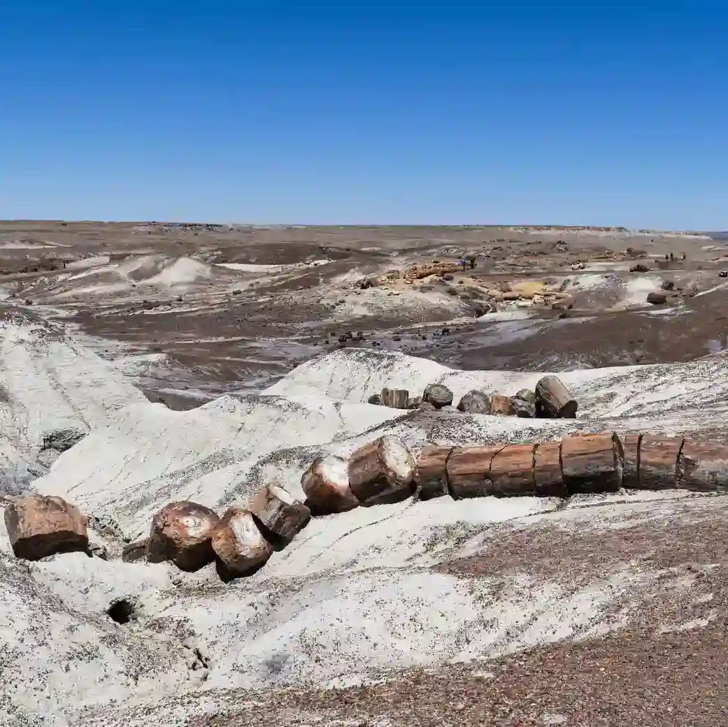 PETRIFIED <br>FOREST