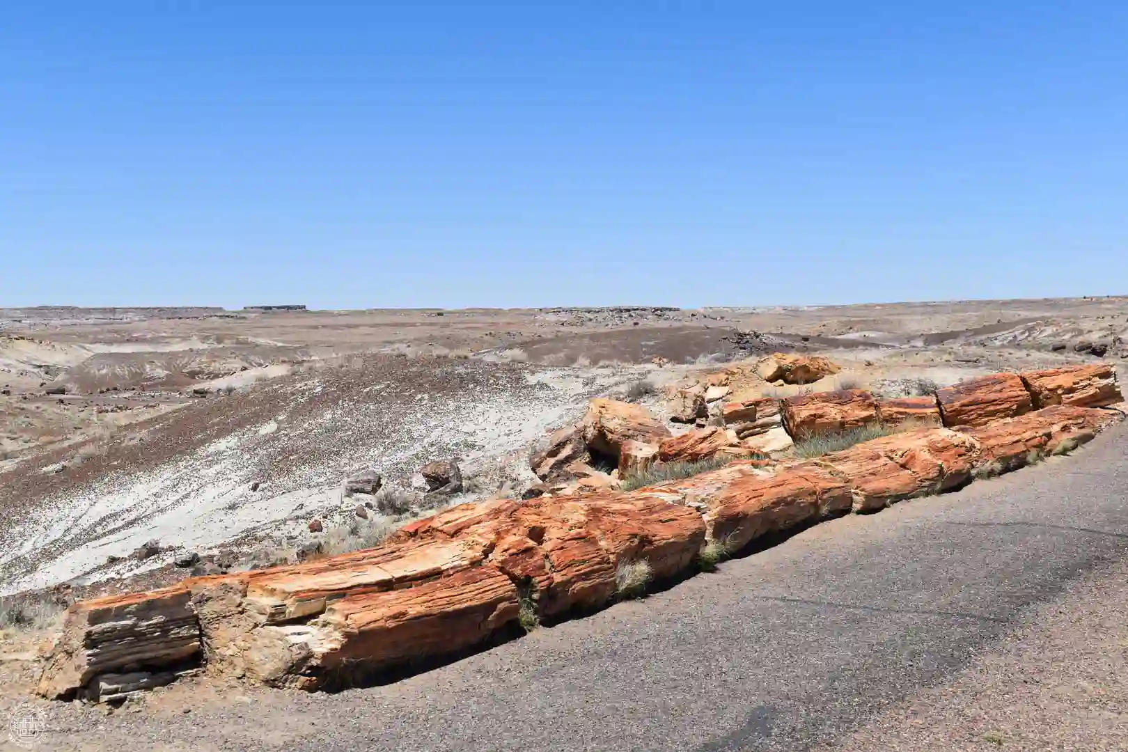 Petrified Forest, Arizona