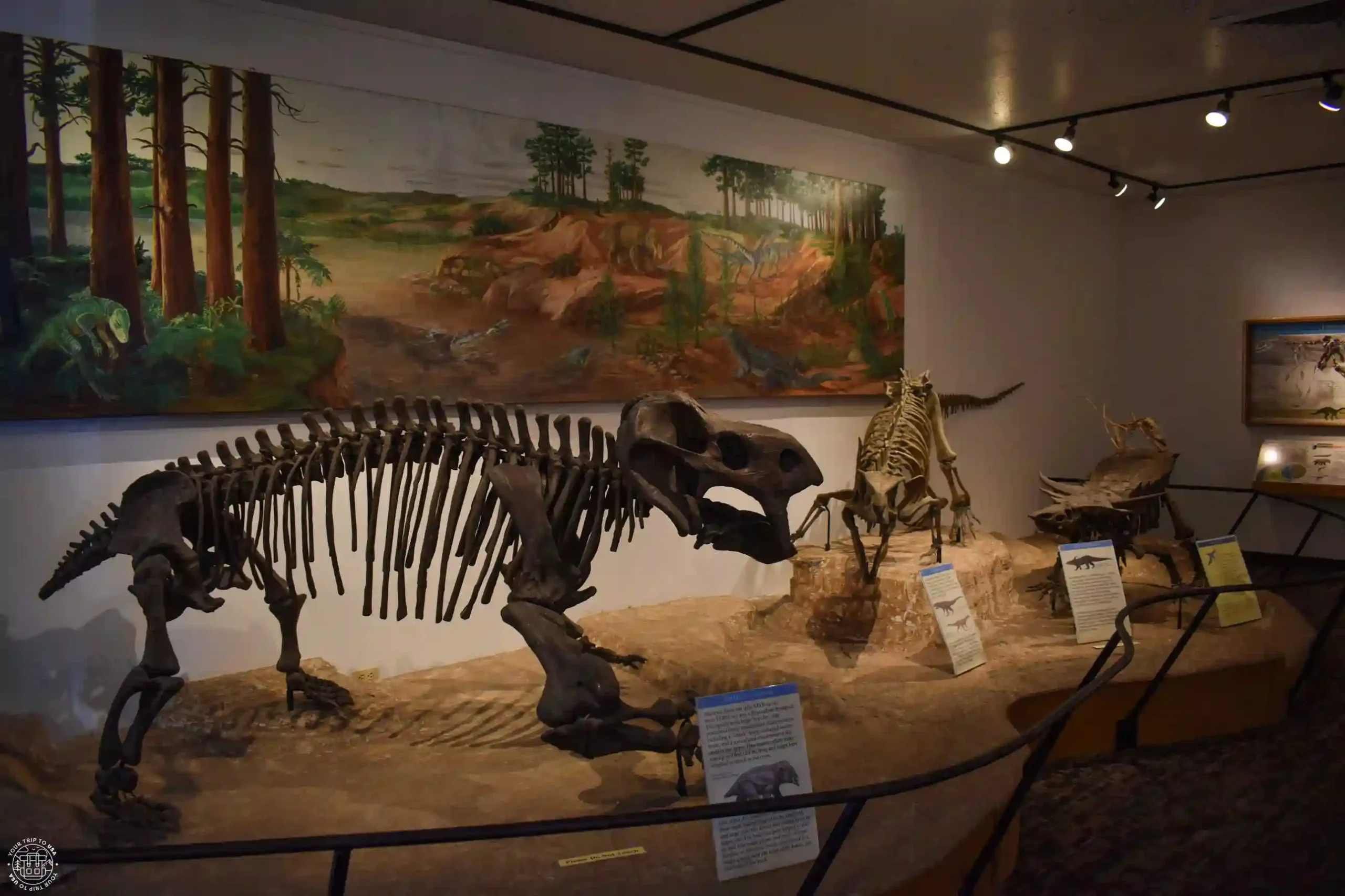 Rainbow Forest Musuem, Petrified Forest