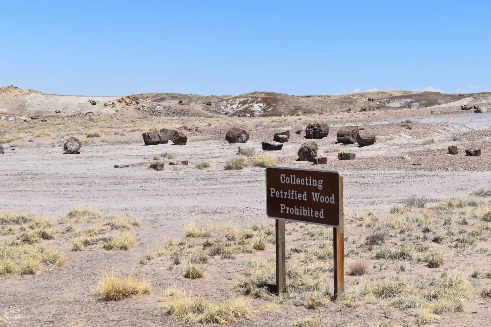 Petrified Forest National Park